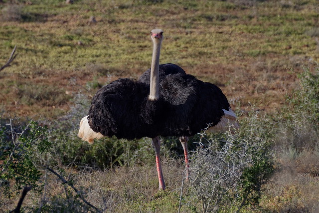 Африканский страус, Struthio camelus australis, Common Ostrich ♂️