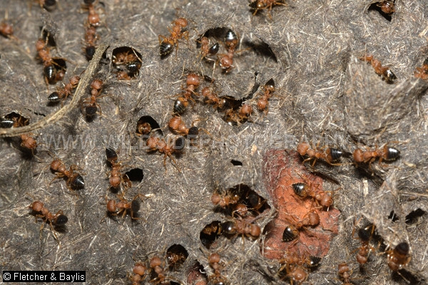 74270 Arboreal Acrobat Ants in the Crematogaster rogenhoferi species complex on their carton nest in secondary shrubby vegetation, Perak, Malaysia. Note the upturned abdomen (gaster) of the some of the disturbed ants.