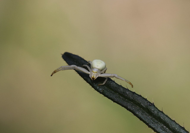 Kamæleonedderkop (Crab Spider / Misumena vatia)