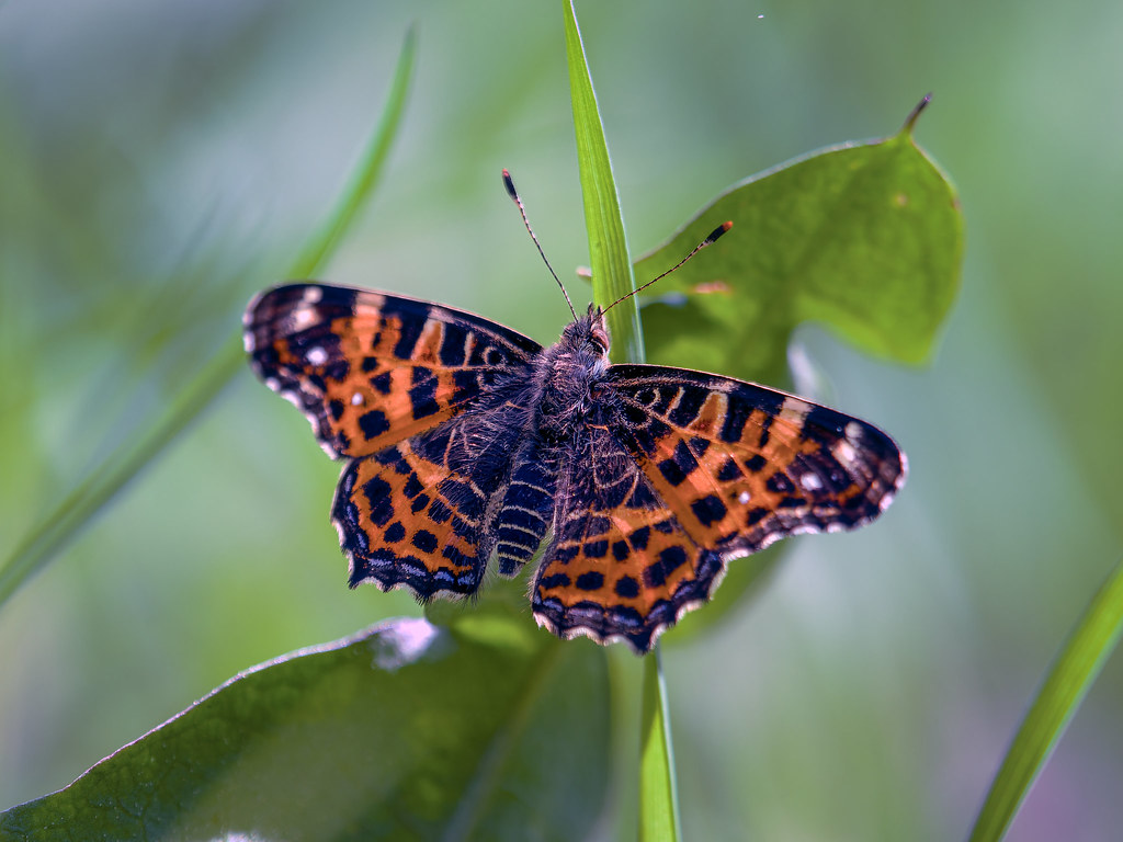 Butterfly | OLYMPUS DIGITAL CAMERA | Mika Laukkanen | Flickr