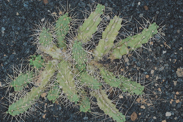 Echinocereus pentalophus  E-U Sud - Mexique