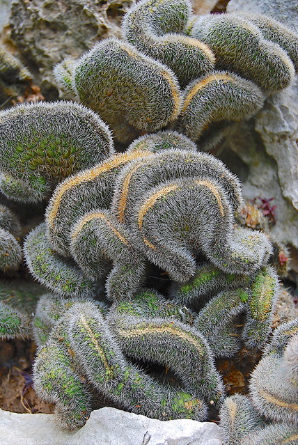 Cleistocactus winteri 'cristata' Bolivie