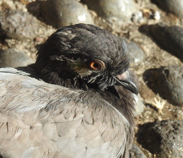 Seaside Feral Pigeon - Funchal