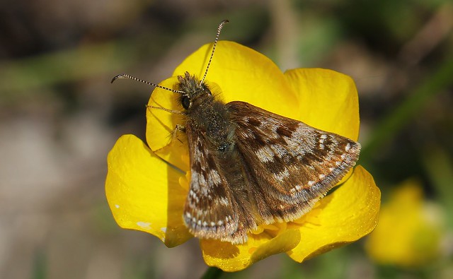 Dingy Skipper -  Erynnis tages 160523 (1)
