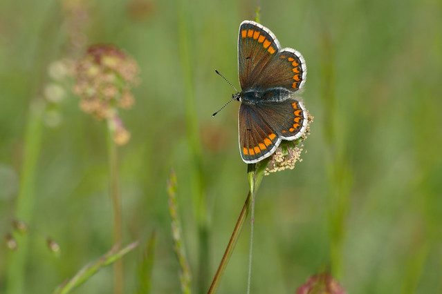 Brown Argus Butterfly (female). No cropping.