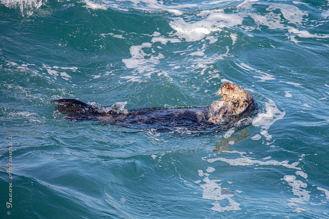 Point Lobos Sea Otter
