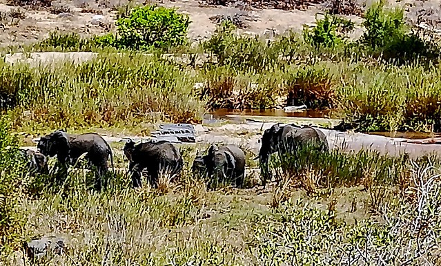 SÜDAFRIKA( South-Africa), Im Krüger-Nationalpark, HDR- Effect ;Elefanten, 22096