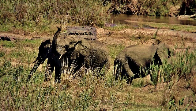 SÜDAFRIKA( South-Africa), Im Krüger-Nationalpark, Effecte, Elefanten, 22099