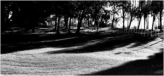 Morning light at the park