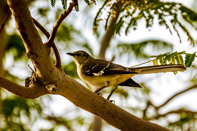 A Resting Mockingbird