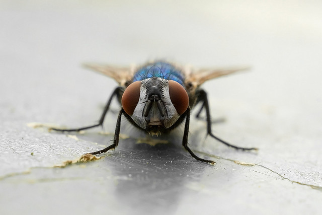 Bluebottle Fly - Calliphora vomitoria