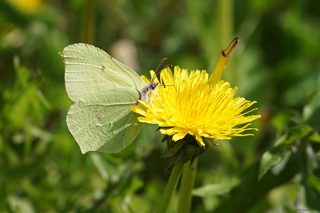 Brimstone Butterfly (female) / Citron / Sitronig an Evor