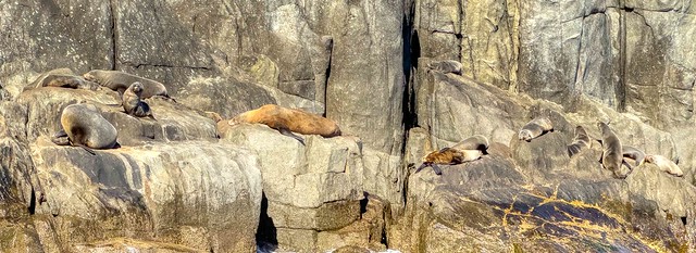 Seal Colony @ Cape Hauy, Tasman National Park, Tasmania, Australia-