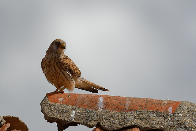 Faucon crécerellette - Falco naumanni - Lesser Kestrel - Rötelfalke - Cernícalo primilla - Grillaio