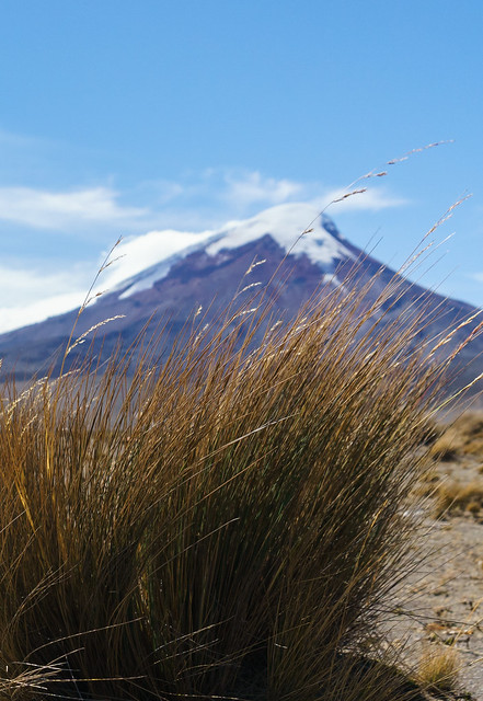 Chimborazo: nature naturaleza