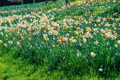 Ightham Mote Woodland Daffodils