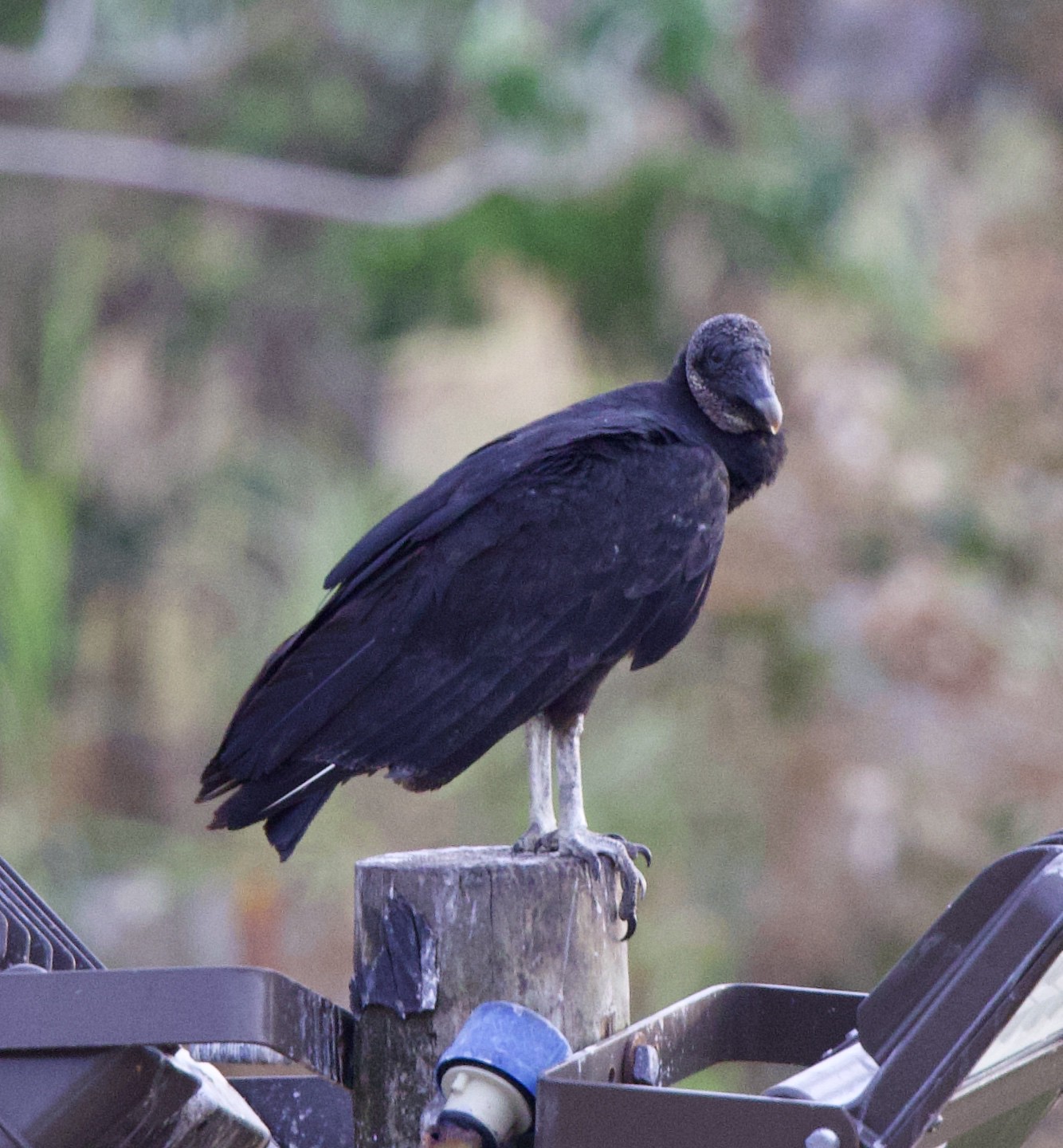 A Black Vulture perched on a pole