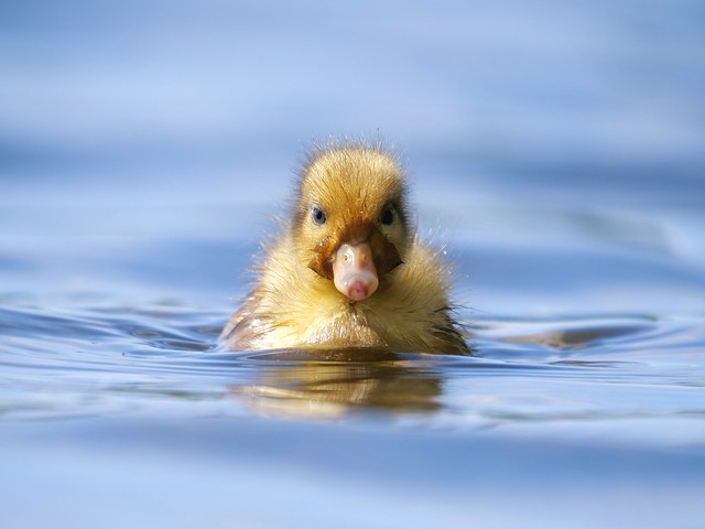Mallard duckling