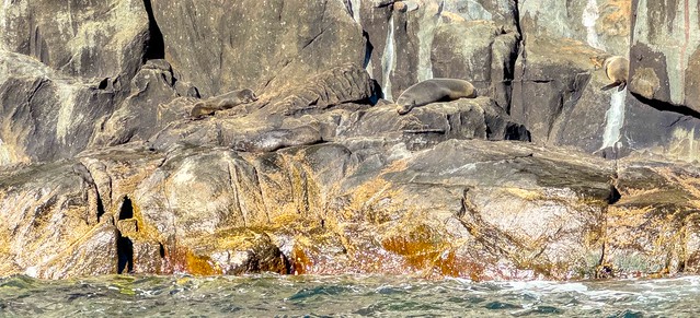 Seal Colony @ Cape Hauy,Tasman National Park, Tasmania, Australia--3