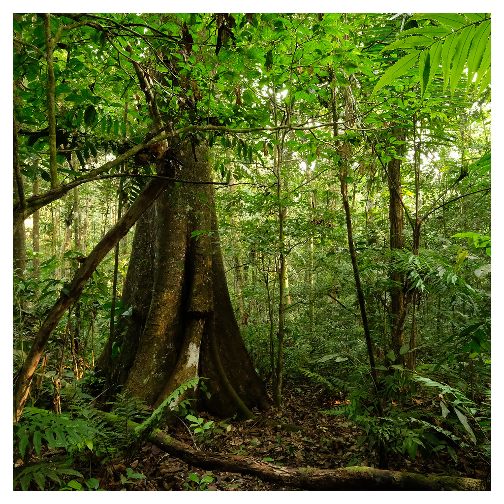 Rainforest 16861-230322