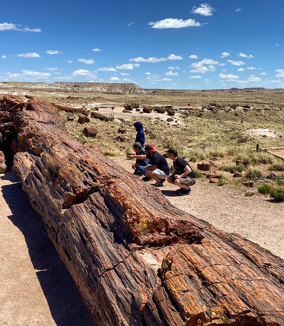 Petrified Forest National Park. Studying a large fossilized tree in the Painted Desert. #PetrifiedForest #PaintedDesert #geology #arizona #travel #route66 #petrified #fossil #outdoors #nature #tourism #desert #southwest