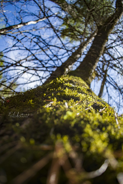 Spring Moss on a Tree in the Midwest, Wisconsin, USA.