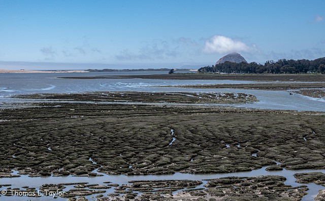 Siena 's View of Morro Bay wetlands at low tide