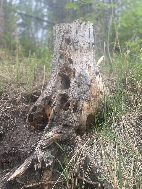 Dead Tree Stump