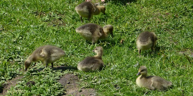 Ganzenkuikens van de grauwe gans. A lot of goslings of the greylag goose.