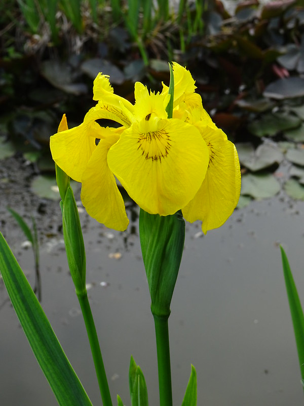Iris in the large pond