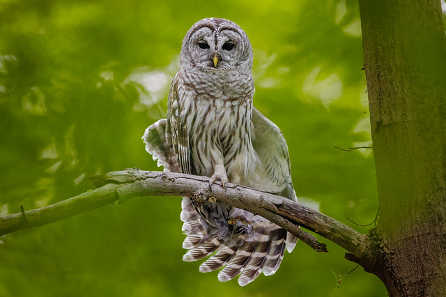 Barred Owl - Left Wing Stretch
