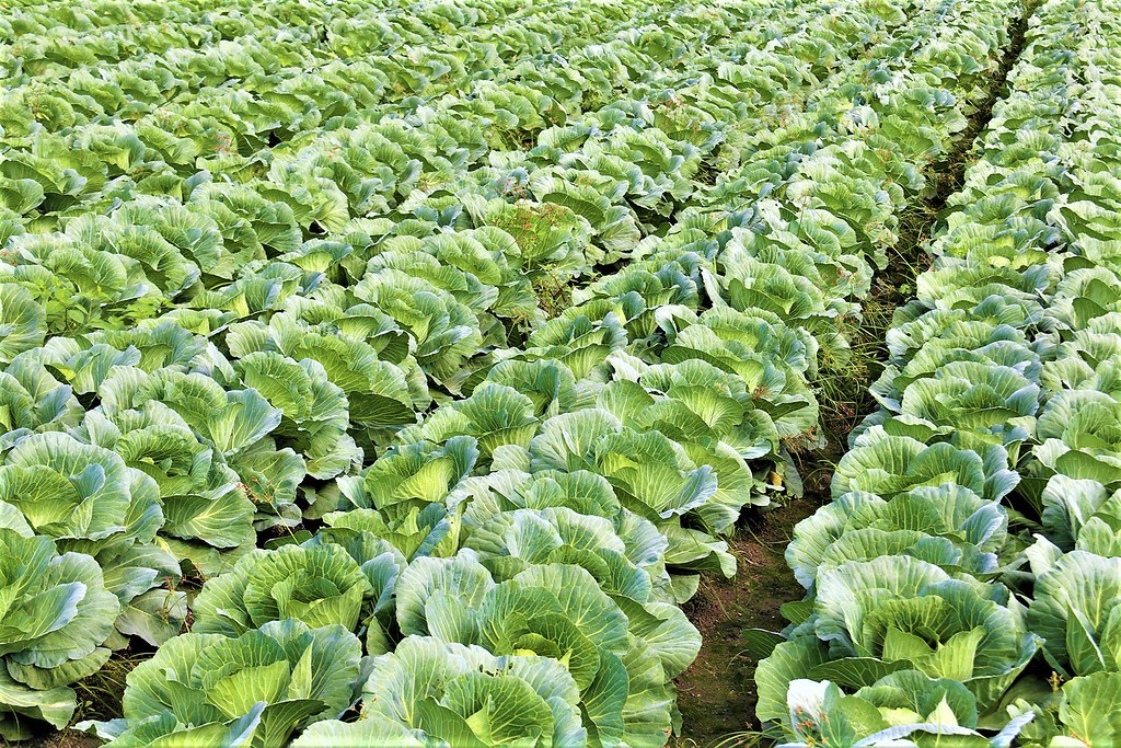 高麗菜是台灣產量最大的蔬菜。圖片來源：農委會提供