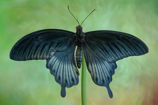 An Asian Swallowtail