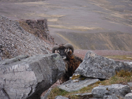 Mountain Goat on Mullach an Rathain Day 5 Walk 19/05/23: Liathach