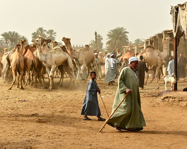 Mercado de camellos de Daraw