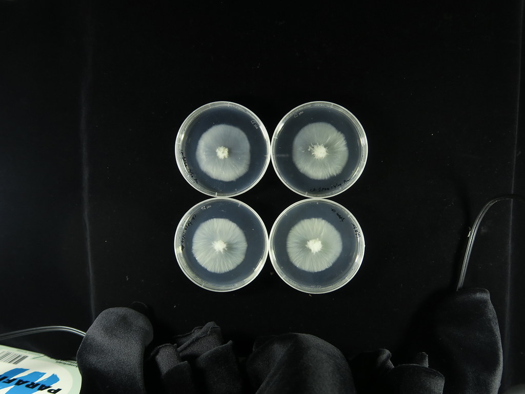 在馬鈴薯培養基上生長7天的黃葉病菌絲（對照組）。圖片來源：林淑怡提供