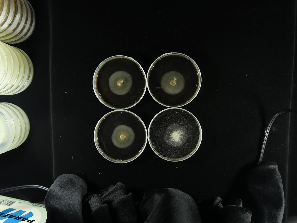 在咖啡渣萃取液與馬鈴薯培養基上生長７天的黃葉病菌絲（實驗組）。圖片來源：林淑怡提供