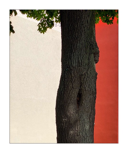 Ein Baum in Berlin
