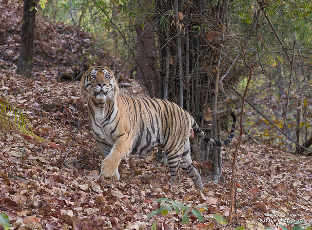 Male Bengal Tiger - Panthera tigres tigres