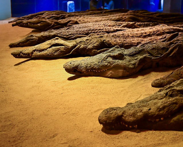 Museo del cocodrilo de Kom Ombo