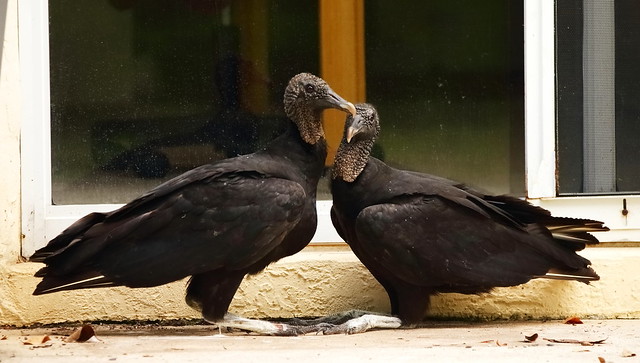 C76P6494 Black Vulture Couple