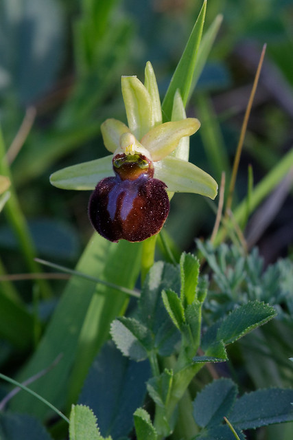 probable Ophrys sphegodes - Ophrys araignée