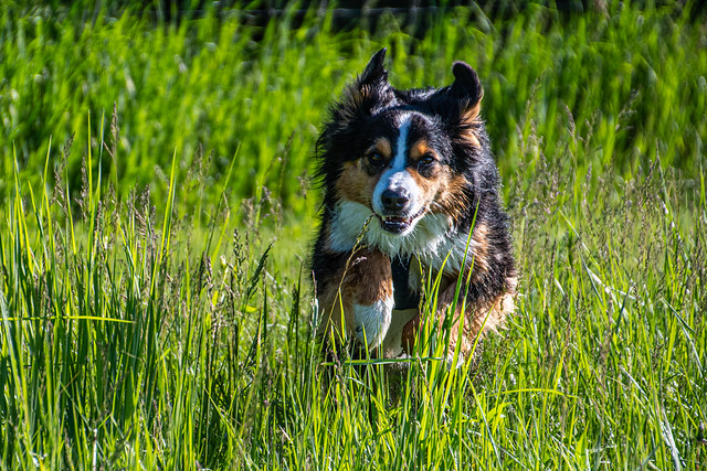 A romp in the off-leash park