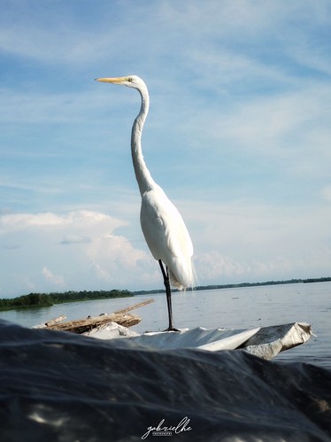 0026 - Rey de la rivera / King of river by gabrielhe.photos, NOMBRE CIENTÍFICO / SCIENTIFIC NAME: Ardea Alba
NOMBRE COMÚN: Garza Real - Garceta Grande

<b><i>Mil