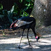 			<p><a href="https://www.flickr.com/people/baggieweave/">BaggieWeave</a> posted a photo:</p>
	
<p><a href="https://www.flickr.com/photos/baggieweave/52920403004/" title="Kilimanjaro Safaris, Disney Animal Kingdom, Orlando, Florida, USA, 11 April 2023 (2)"><img src="https://live.staticflickr.com/65535/52920403004_1cd3839b2e_m.jpg" width="240" height="135" alt="Kilimanjaro Safaris, Disney Animal Kingdom, Orlando, Florida, USA, 11 April 2023 (2)" /></a></p>


