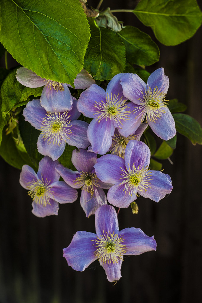 clematis | a nice group of flowers | Mal Jones ........ Guild of ...