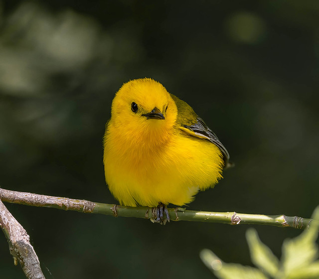Prothonotary Warbler, Magee Marsh
