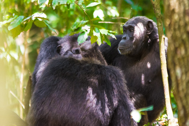 Chimpanzees are very good at posing for photos #chimpanzees #natureworldadventures #wildlife #kibaaleforest