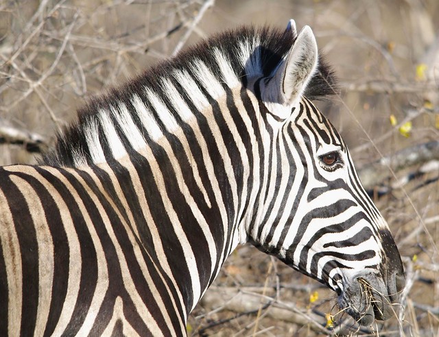 Plains Zebra Portrait (Equus quagga) In South Africa