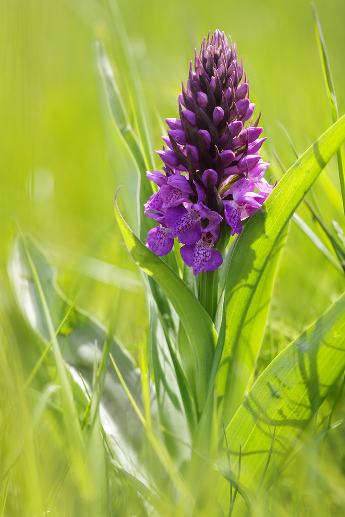 The Southern Marsh-orchid